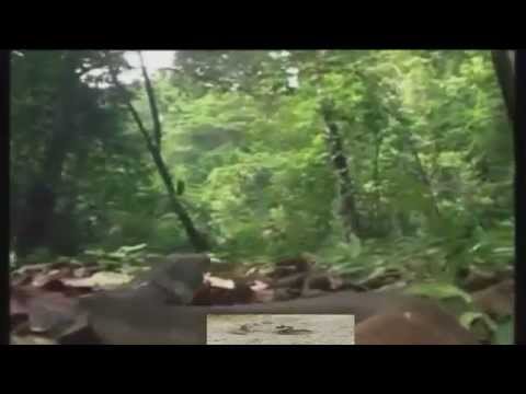 king cobra vs black mamba attack vs snake amazing videos 2015