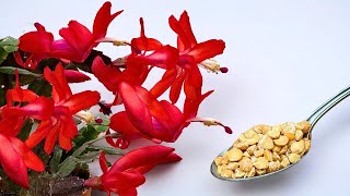 Magisch! Tun Sie dies schnell und der WEIHNACHTSKAKTUS wird in vielen Farben explodieren