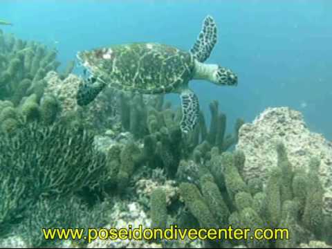 Schildkröte in Taganga