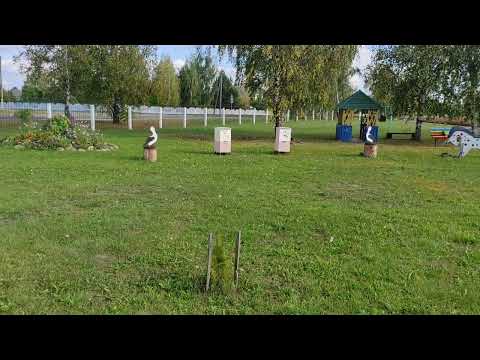Пчеловодство. Культура воспитание к пчеловодству. #пчеловодство #пасека #shorts