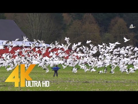4K Documentary Film "Beautiful Washington", Episode 8 - 1 Hour Video