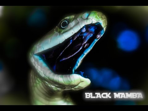 IvánKhaos - Xarki Skinny - The Black is Nigga - Vil Bellaco & Skarffy - BLACK MAMBA ( VideoClip )