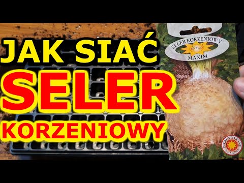 Jak i kiedy siać Seler korzeniowy na Rozsadę | Rozsada Selera korzeniowego - Siew