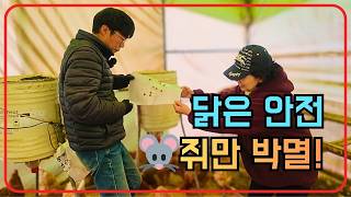 "가벼워서 걱정이라고요?" 닭장 쥐, 시멘트 안 쳐도 콘티 박스 하나로 싹 잡았습니다! (CCTV 공개)