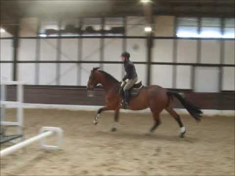 LANEA 6j.Holst.  v. Lantino - Calando VB 12.000,- Euro