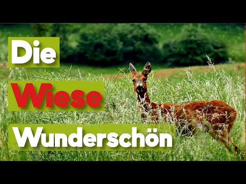 The meadow. A unique habitat.