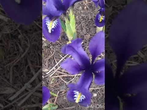 Ирис сетчатый reticulata ранний Blue Note / фиолетовый (3 луковицы) - фото 1 - id-p2773158167