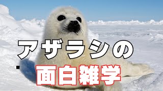 アザラシの秘密！知られざる面白雑学５選