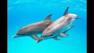 preview picture of video 'Bimini Dolphins - SDM Summer Expedition'