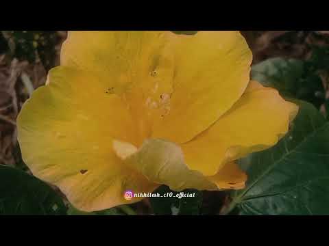 #flowers 💐#flowersbeauty