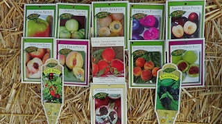 Planting Fruit Trees in Backyard Garden