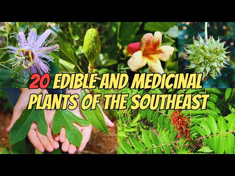 20 Edible and Medicinal Plants of the Southeastern U.S.