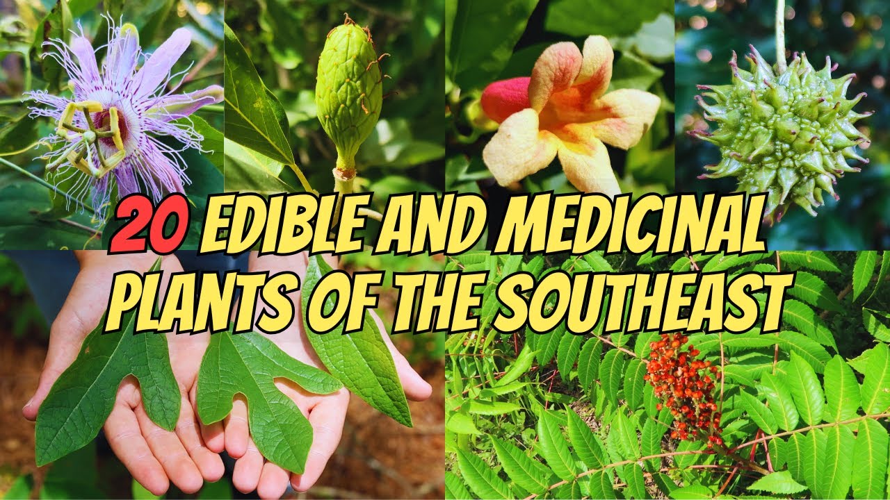 Top 20 Edible and Medicinal Plants of the Southeastern U.S.