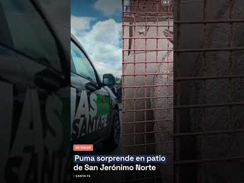 Puma sorprende en patio de San Jerónimo Norte