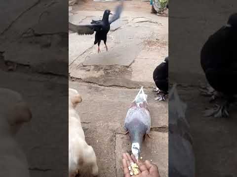 Pigeon and Dog video
