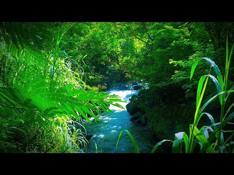 Beautiful Stream in Deep Forest Nature Sounds For Sleep stress reliever River Sounds for Relaxation