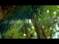 Regen in der Natur: Regengeräusche zum Einschlafen (6 Stunden) Naturgeräusche in 4K