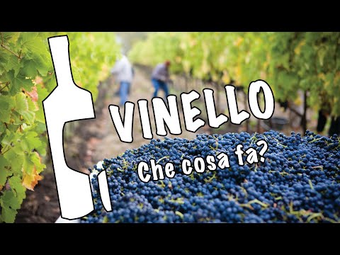 Che cosa fa Vinello? ENGLISH VERSION
