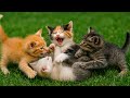 Relaxing Cat Video 4K Playful Kittens On The Grass Soft Meows Calm Nature