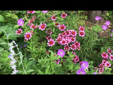 園芸 パープルエキナセア、パープルルドベキア