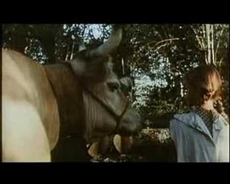 Vacas
