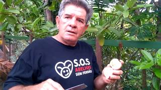 A rainha das goiabas