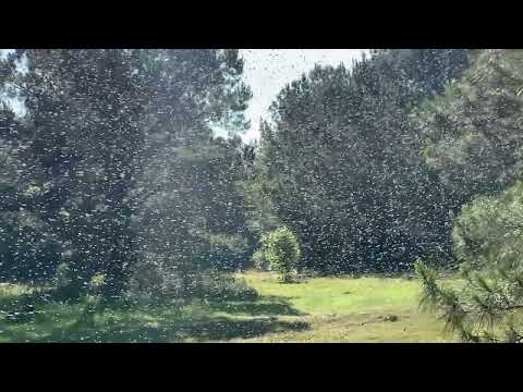 Massive SWARM of honey bees