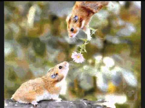 Mc Jack da rua - Quem é ela?