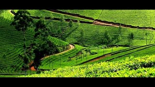 Tea Gardens in Munnar Kerala