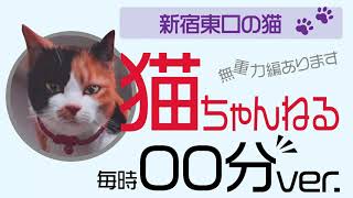 【猫ちゃんねる】実写版～毎時00分ver.