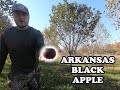 Arkansas Black Apple Tree (Apples ripening in October)