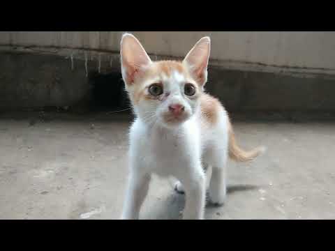 Random Cat Video Compilation to make yourself happy [#catsofbuet] #cat #video