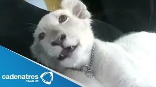 Pasean a león albino de 6 semanas de edad por las calles del Distrito Federal