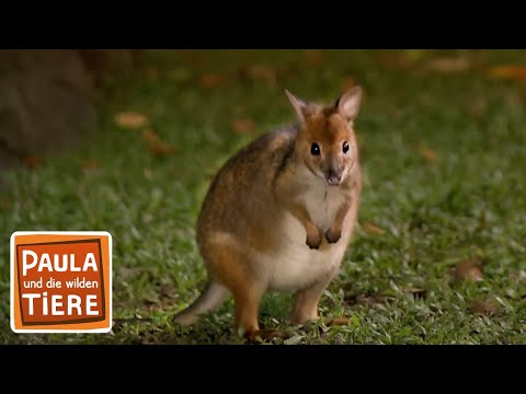 Hüpfen wie ein Känguru | Reportage für Kinder | Paula und die wilden Tiere