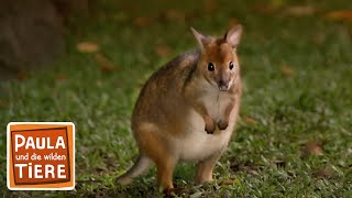 Download lagu Hüpfen wie ein Känguru | Reportage für Kinder | Paula und die wilden Tiere mp3