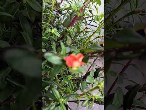 Blooming flower #nature #explore