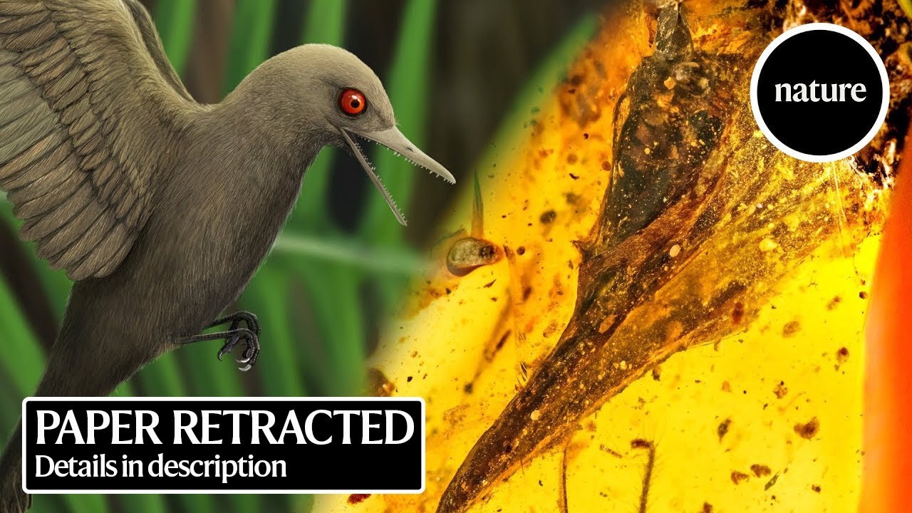 RETRACTED: The bird in amber: A tiny skull from the age of dinosaurs - YouTube