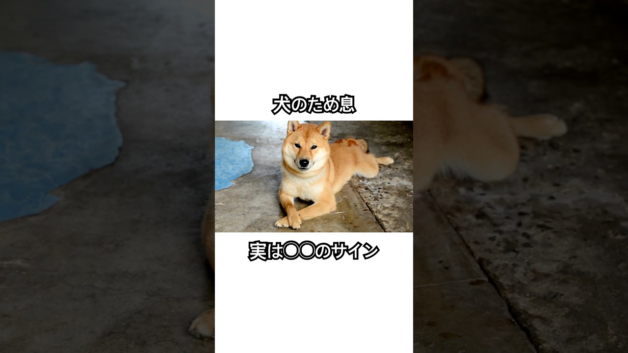 犬のため息、実は〇〇のサイン #いぬ #ペット #犬 #犬のいる暮らし #犬のいる生活 #犬の行動 #犬の豆知識 #犬好きな人と繋がりたい #犬好きな人と繋がりたい #pecoいぬ部