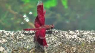 A beautiful red dragonfly in Bali, Indonesia