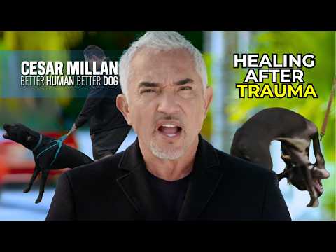 Helping a Black Lab’s Outbursts & an Anxious Support Dog Heal | Better Human Better Dog