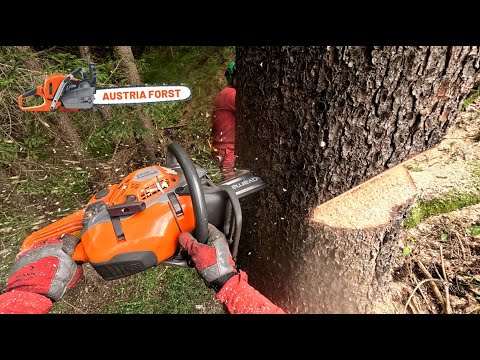 Husqvarna 564 XPG Fuel Inject beim Fällen im Akkord