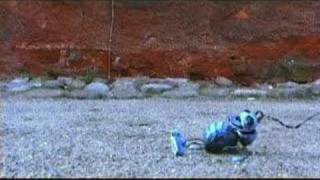 As In RebekkaMaria - Noreen