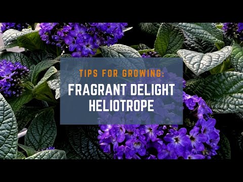 , title : '3 Tips for Growing Fragrant Delight Heliotrope: A Beginner's Guide (+ Bonus Tip at the End)'
