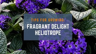 3 Tips for Growing Fragrant Delight Heliotrope: A Beginner's Guide (+ Bonus Tip at the End)