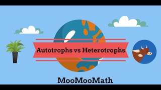 Autotroph vs Heterotroph  Producer vs Consumer