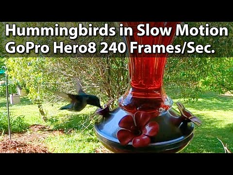 Hummingbirds In Slow Motion - 2020 Visitors