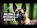 Unveiling the Hidden Secrets of Belgian Malinois: Dogs 101