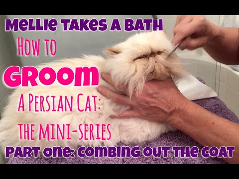 MELLIE TAKES A BATH - How to Groom a Persian Cat - Part One: Combing Out the Coat