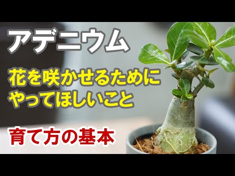 園芸 砂漠の賢者
