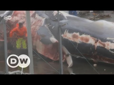 アイスランドで絶滅危惧種のナガスクジラを狩猟 | DWイングリッシュ